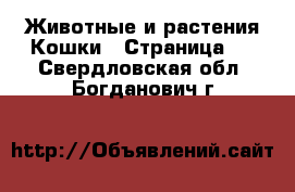 Животные и растения Кошки - Страница 3 . Свердловская обл.,Богданович г.